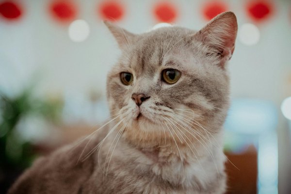 Guà­a Esencial para Amantes de los